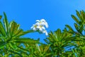 Blooming Plumeria Obtusa bush against blue sky