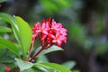 Blooming Plumeria