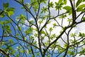 Blooming Plumeria tree.