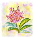 Blooming plumeria on watercolor background,