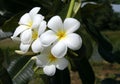 Blooming Plumerias Royalty Free Stock Photo