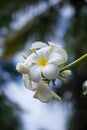 Blooming Plumerias