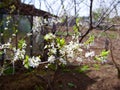 Blooming plummon trees with pink flowers over colorful fence. Apple-tree alley garden in Tulun before inundation , Siberia, Russia Royalty Free Stock Photo