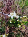 Plums which flourished in the early spring,