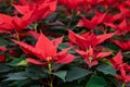 Blooming poinsettia, red leaves of christmas flower close up