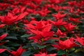 Blooming poinsettia, red leaves of christmas flower close up