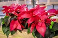 Blooming poinsettia or spurge the finest