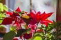 Blooming Poinsettia on window, Christmas Star beautiful red flower Royalty Free Stock Photo