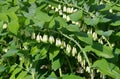 Blooming Polygonatum multiflorum close up