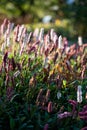 Blooming Polygonum affine in garden. Bistorta affinis blooming plants in summer park. Backlit flower