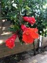 Blooming pomegranate