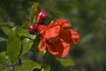 Blooming pomegranate closeup