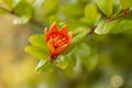 Blooming pomegranate flower. Orange flowers on the pomegranate tree Royalty Free Stock Photo