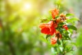 Blooming pomegranate flowers with green leaves