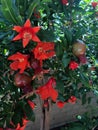 Blooming pomegranate