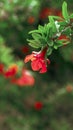 Blooming pomegranate in orchard in Greece. Red garnet flower on green floral background. Spring blossom. Vertically Royalty Free Stock Photo