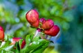 Blooming pomegranate plant