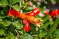 Blooming pomegranate tree. Flora of Israel