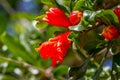 Blooming pomegranate tree. Flora of Israel