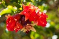 Blooming pomegranate tree, pomegranate flower, natural background