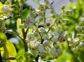 Blooming pomelo tree (lat. Citrus maxima) with fragrant white flowers