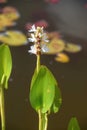 blooming pontederia cordata at late springtime