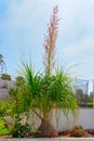 Blooming Ponytail Palm