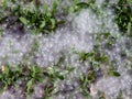 Blooming poplar fluff like snow lying on the ground Royalty Free Stock Photo