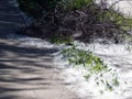 Blooming poplar fluff like snow lying on the ground Royalty Free Stock Photo