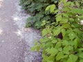 Blooming poplar fluff like snow lying on the ground Royalty Free Stock Photo