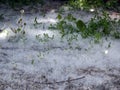Blooming poplar fluff like snow lying on the ground Royalty Free Stock Photo