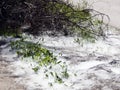 Blooming poplar fluff like snow lying on the ground Royalty Free Stock Photo