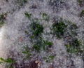 Blooming poplar fluff like snow lying on the ground Royalty Free Stock Photo