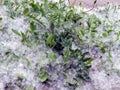Blooming poplar fluff like snow lying on the ground Royalty Free Stock Photo
