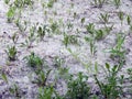 Blooming poplar fluff like snow lying on the ground Royalty Free Stock Photo