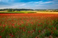 Blooming poppies in flanders fields Royalty Free Stock Photo