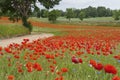 Blooming poppies in green grass