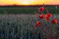 Blooming poppies between Maastricht and Riemst in agricultural fields with wheat and grain in Vroenhoven Royalty Free Stock Photo