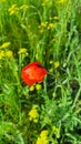 Blooming poppies and other wild flowers against the blue sky. Summer nature Royalty Free Stock Photo