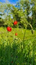 Blooming poppies and other wild flowers against the blue sky. Summer nature Royalty Free Stock Photo