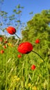 Blooming poppies and other wild flowers against the blue sky. Summer nature Royalty Free Stock Photo