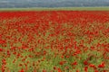 Blooming poppy big field with seed heads Royalty Free Stock Photo