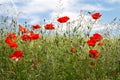 Blooming poppy field