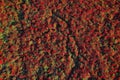 Blooming poppy field from Aerial view. Wild red flowers