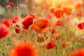 Blooming poppy field in warm evening light