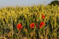 Blooming poppies between Maastricht and Riemst in agricultural fields with wheat and grain in Vroenhoven Royalty Free Stock Photo