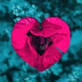 A blooming poppy flower with heart-shaped petals Royalty Free Stock Photo