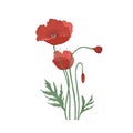 Blooming poppy flowers and buds hand drawn on white background. Detailed botanical drawing of gorgeous tender flowering