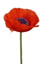 Blooming poppy image of unprecedented beauty, as well as a symbol of unfading youth Royalty Free Stock Photo