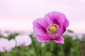 Blooming poppy Papaver Somniferum on field.